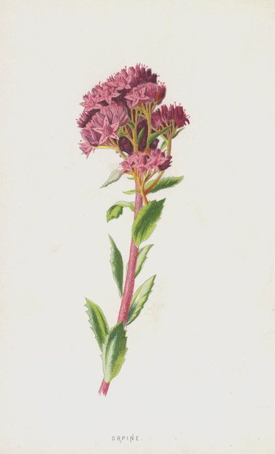 Orpina da Frederick Edward Hulme