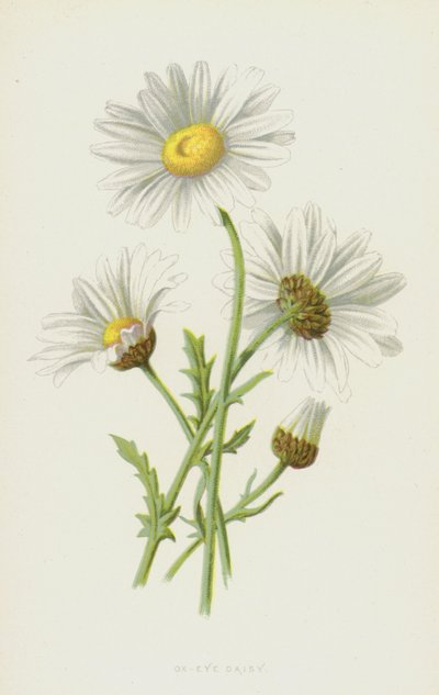 Margherita comune da Frederick Edward Hulme