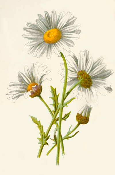 Margherita comune da Frederick Edward Hulme