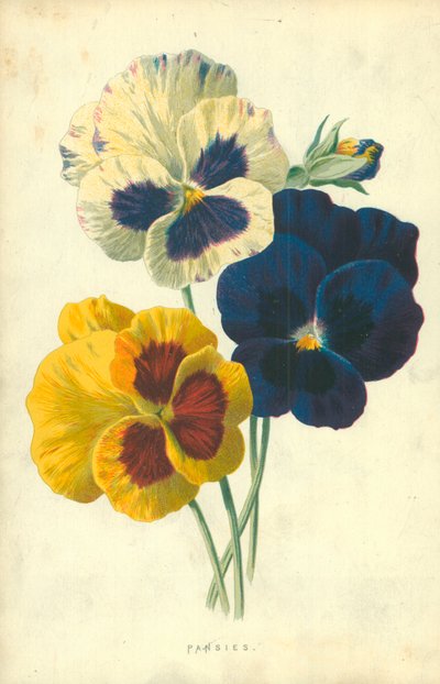 Viola del pensiero da Frederick Edward Hulme