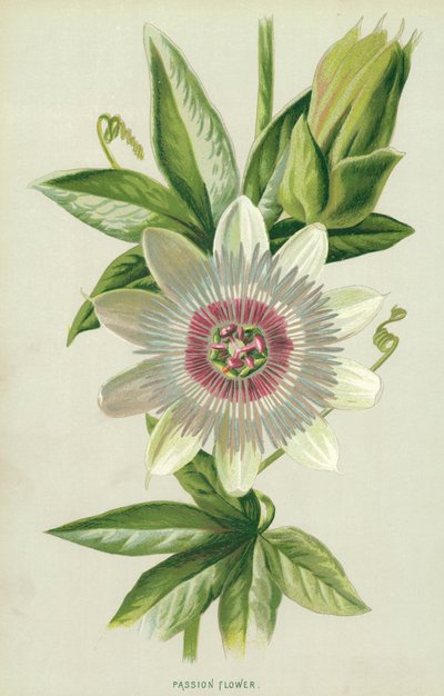Fiore della passione da Frederick Edward Hulme