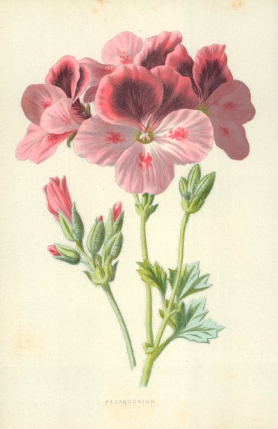 Pelargonio da Frederick Edward Hulme