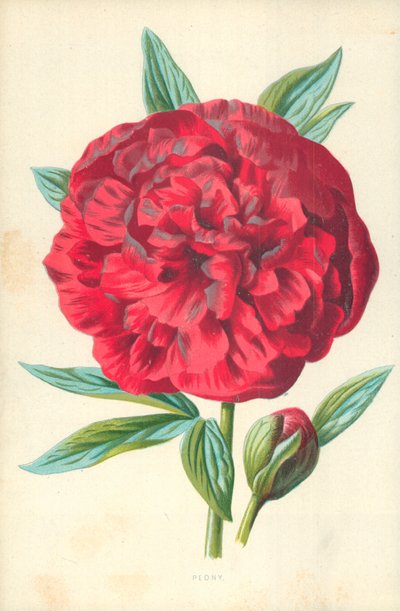 Peonia da Frederick Edward Hulme