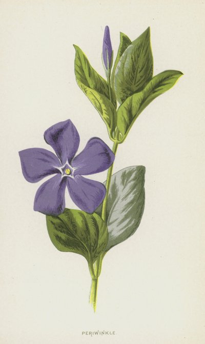 Pervinca da Frederick Edward Hulme