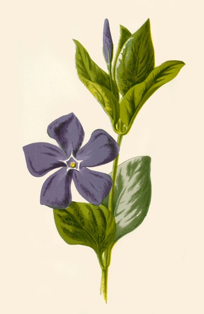Periwinkle, 1877 da Frederick Edward Hulme