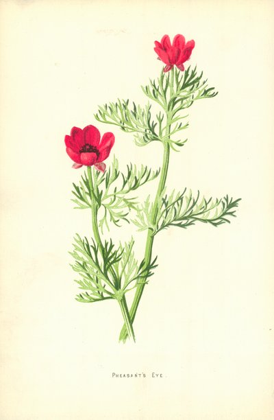 Occhio di fagiano da Frederick Edward Hulme