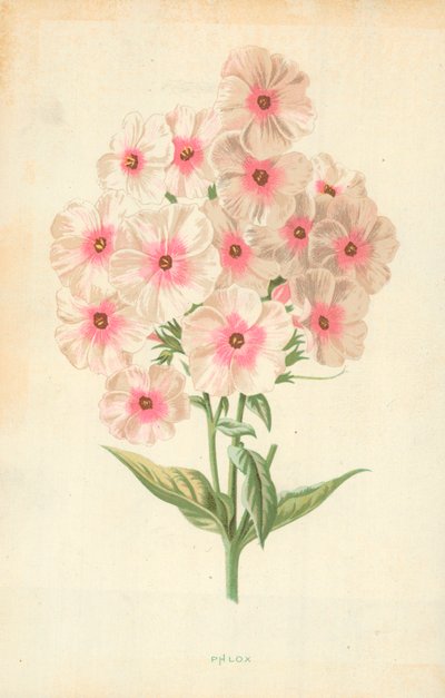 Flox da Frederick Edward Hulme