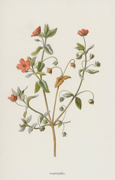 Pimpinella da Frederick Edward Hulme