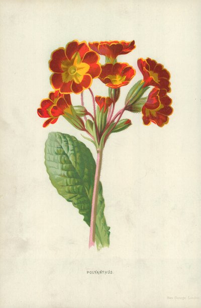 Poliantus da Frederick Edward Hulme