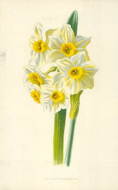 Narciso polyanthus da Frederick Edward Hulme