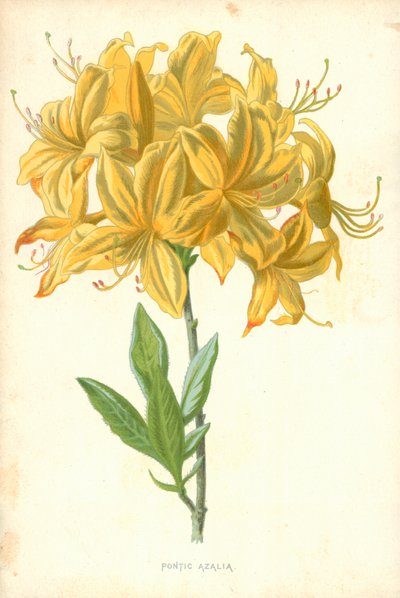 Azalea pontica da Frederick Edward Hulme