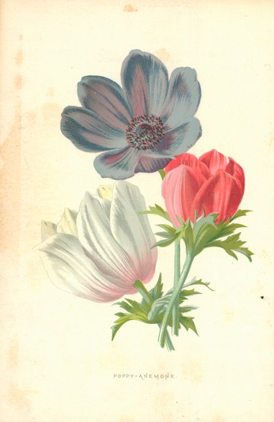 Papavero-anemone da Frederick Edward Hulme