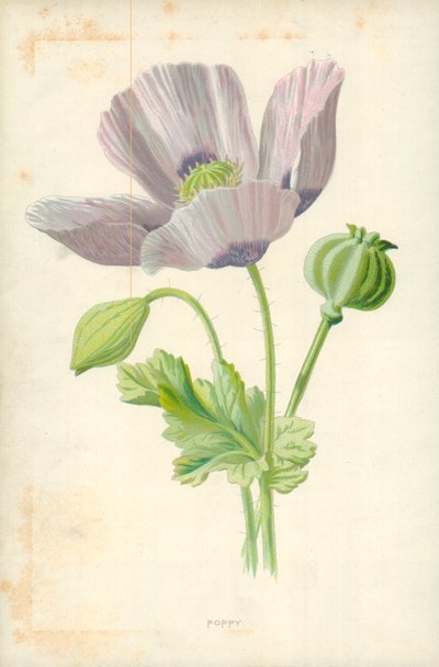 Papavero da Frederick Edward Hulme
