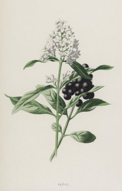 Ligustro da Frederick Edward Hulme
