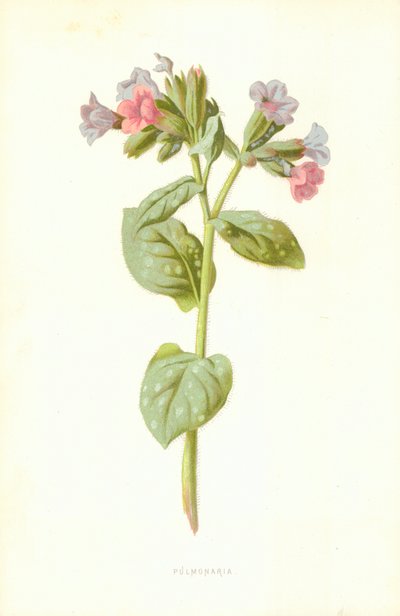 Polmonaria da Frederick Edward Hulme