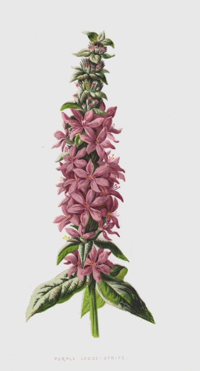 Salcerella da Frederick Edward Hulme