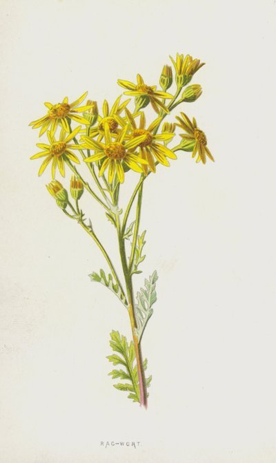 Senecio da Frederick Edward Hulme
