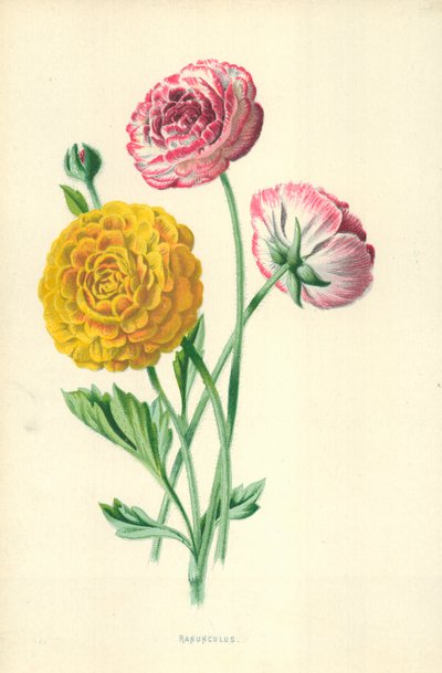 Ranuncolo da Frederick Edward Hulme