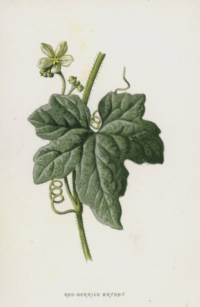 Bryonia con Bacche Rosse da Frederick Edward Hulme