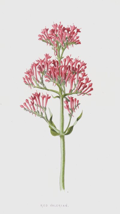 Valeriana rossa da Frederick Edward Hulme