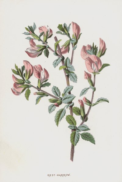 Ononide da Frederick Edward Hulme
