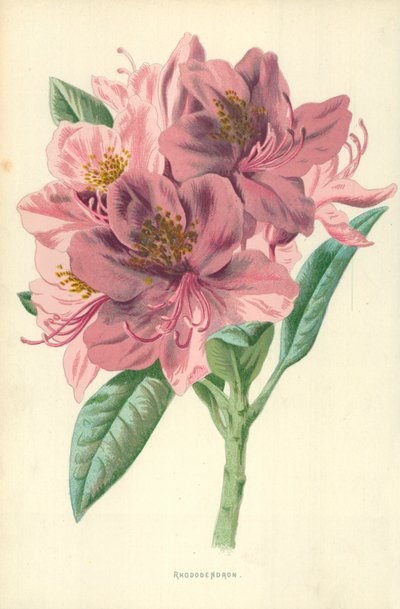 Rhododendron da Frederick Edward Hulme