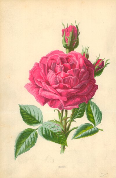Rosa da Frederick Edward Hulme