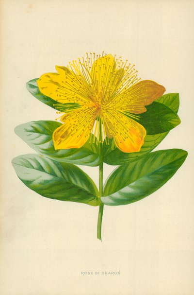 Rosa di Sharon da Frederick Edward Hulme