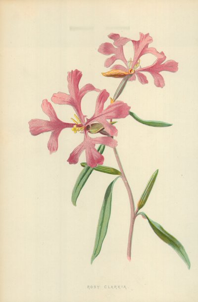 Clarkia rosa da Frederick Edward Hulme