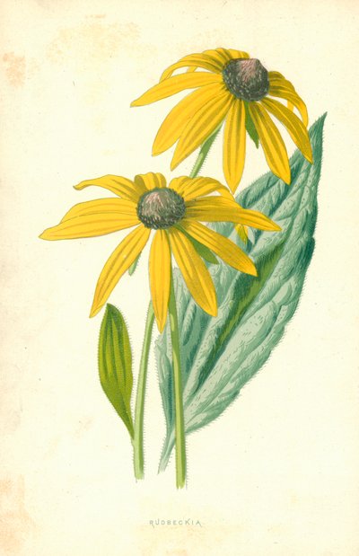 Rudbeckia da Frederick Edward Hulme