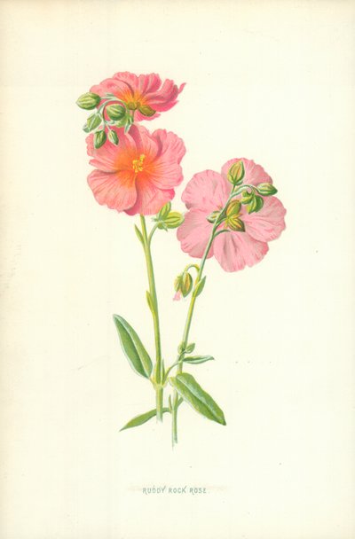 Cisto rosso da Frederick Edward Hulme
