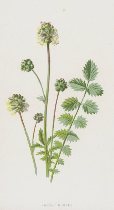 Pimpinella da Frederick Edward Hulme