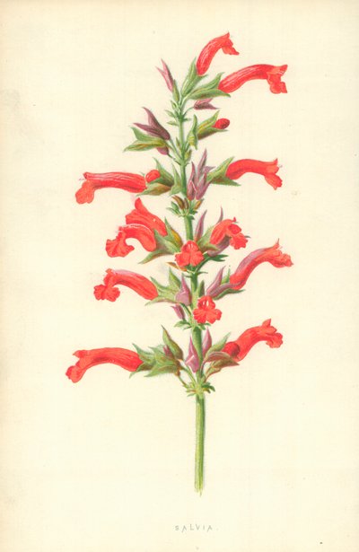 Salvia da Frederick Edward Hulme