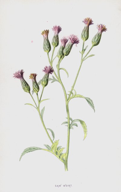 Serratula da Frederick Edward Hulme