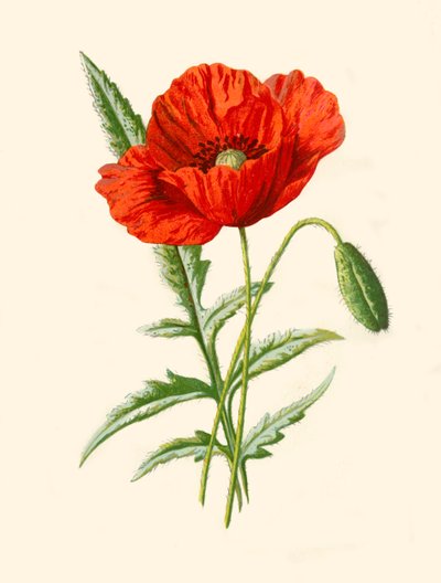 Papavero scarlatto da Frederick Edward Hulme