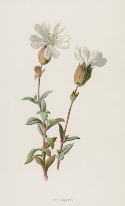 Silene Marittima da Frederick Edward Hulme