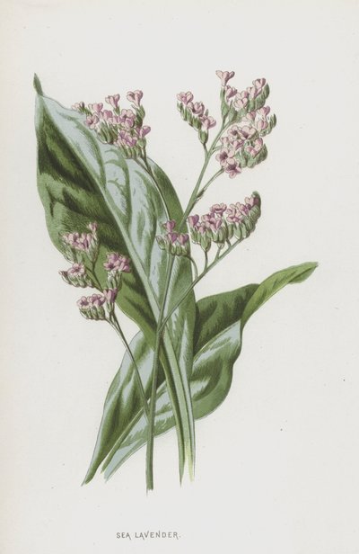 Lavanda di Mare da Frederick Edward Hulme