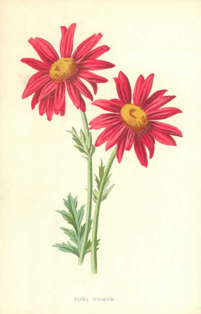 Feverfew appariscente da Frederick Edward Hulme