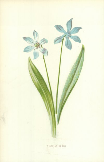 Scilla siberiana da Frederick Edward Hulme