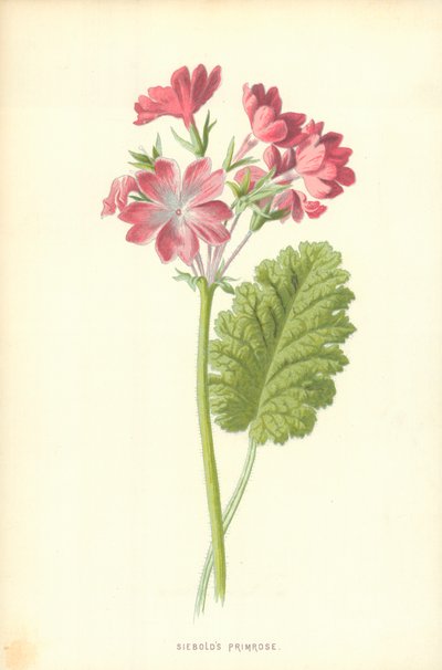 Primula di Siebold da Frederick Edward Hulme