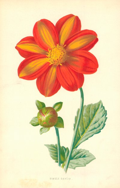 Dalia singola da Frederick Edward Hulme