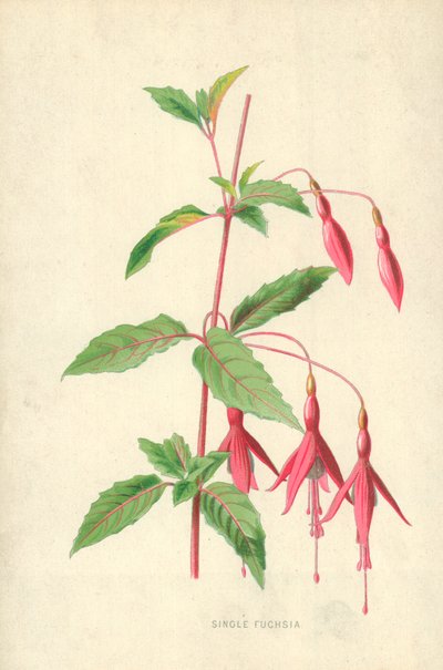 Fucsia singola da Frederick Edward Hulme