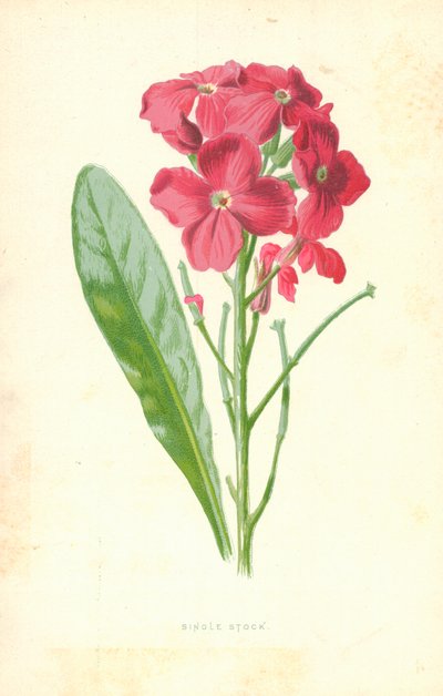 Singolo stock da Frederick Edward Hulme