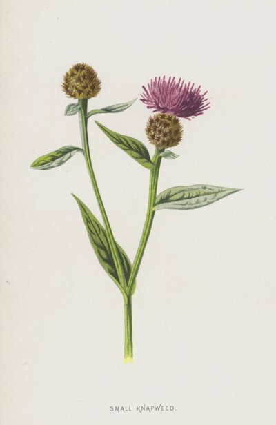 Centaurea minore da Frederick Edward Hulme