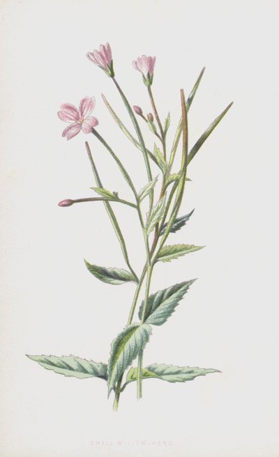 Epilobio minore da Frederick Edward Hulme