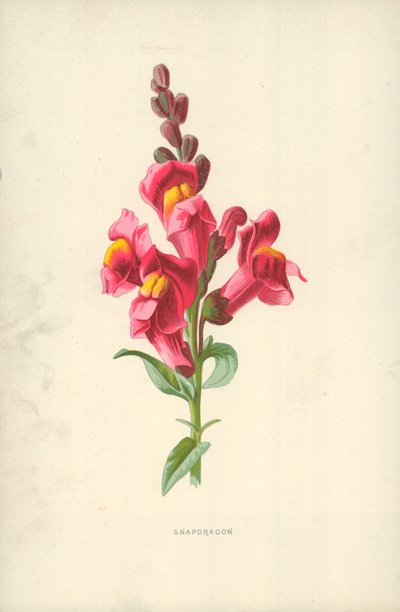 Bocca di leone da Frederick Edward Hulme
