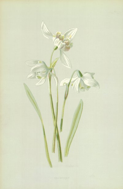 Bucaneve da Frederick Edward Hulme