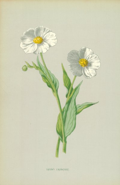 Ranuncolo nevoso da Frederick Edward Hulme