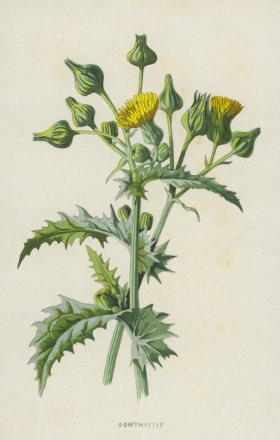 Sonchus da Frederick Edward Hulme