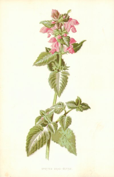 Ortica maculata da Frederick Edward Hulme